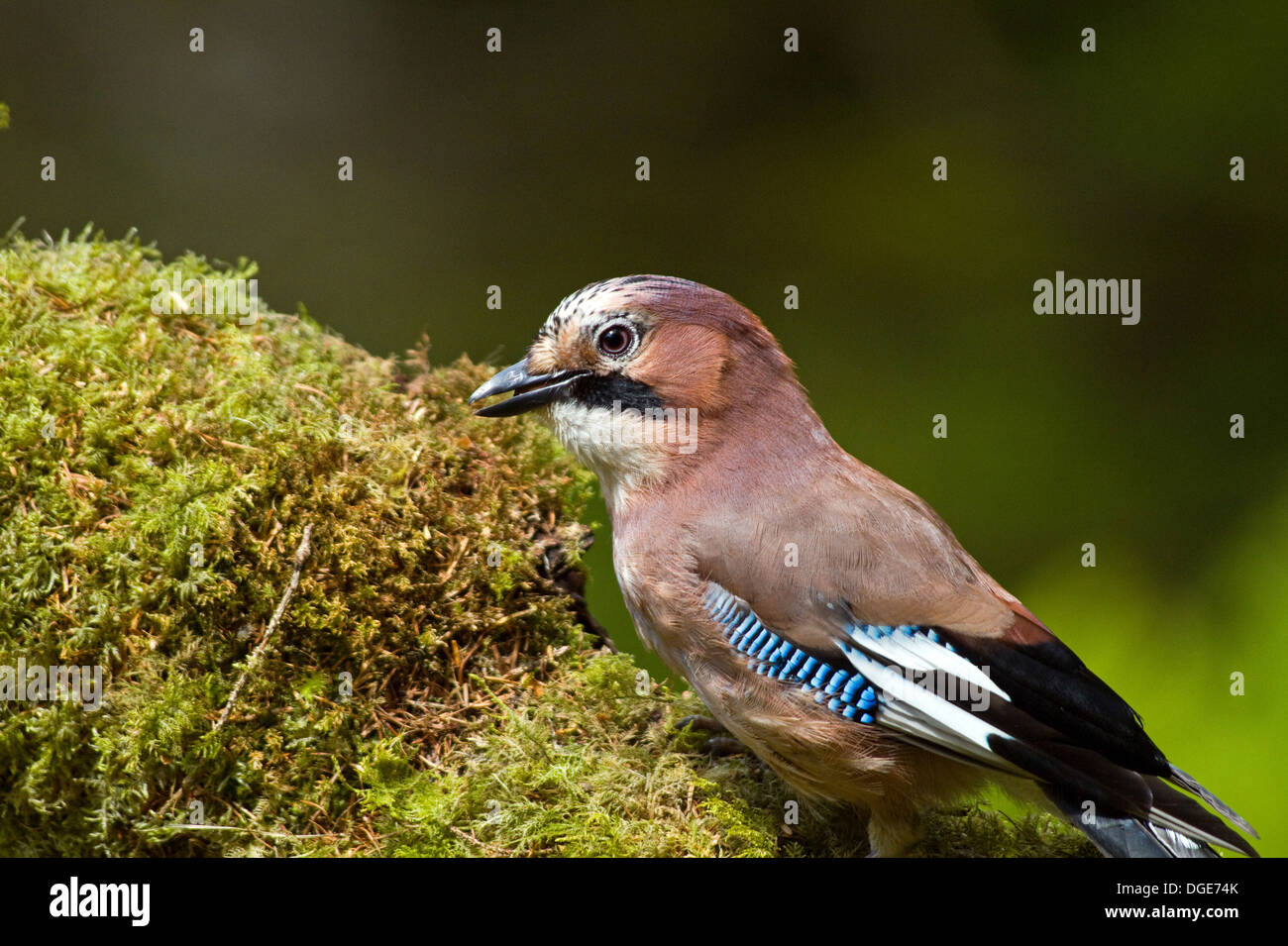 Jay dans une forêt,Ireland Banque D'Images