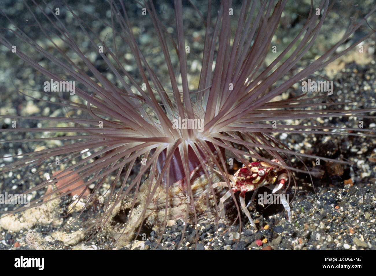 Les arlequins Swimming Crab vit avec Tube-Dwelling Lissocarcinus Anémone.(laevis)).Les îles Salomon. Banque D'Images