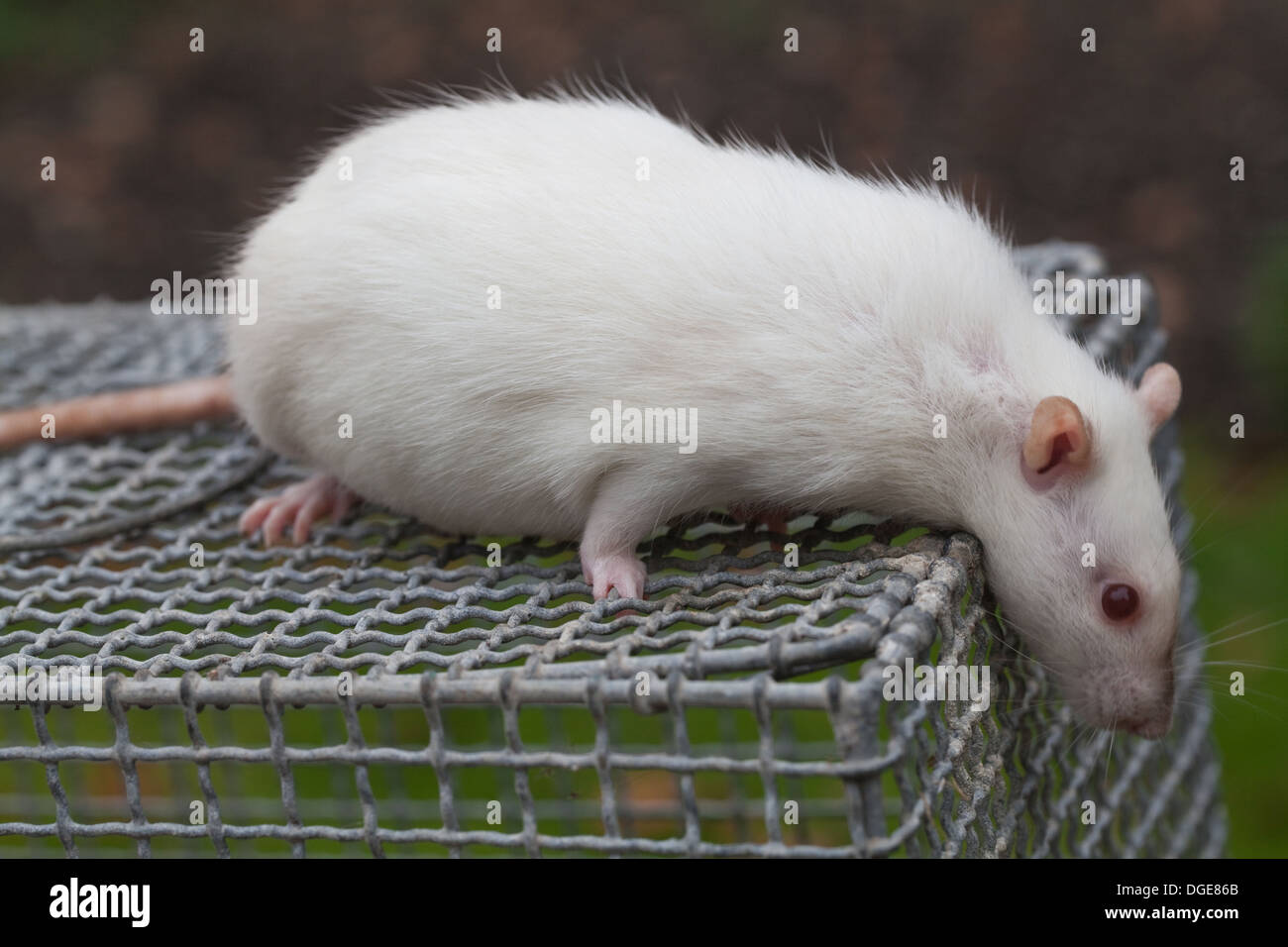 RAT BLANC DOMESTIQUE (Rattus norvegicus). Femelle albinos enceinte. La recherche. Animal de compagnie. De petits mammifères de compagnie. Banque D'Images