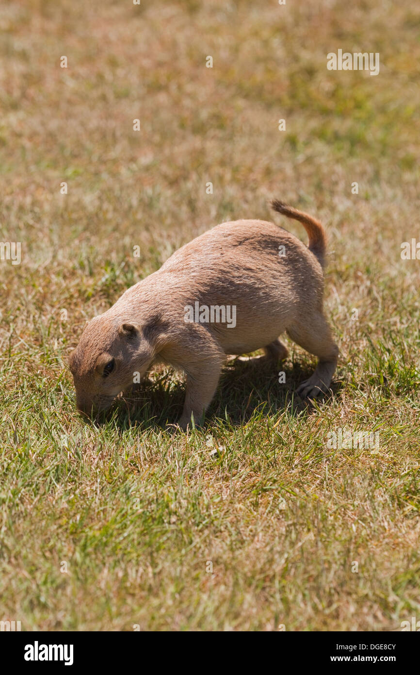 RAT BLANC DOMESTIQUE (Rattus norvegicus). Femelle albinos enceinte. La recherche. Animal de compagnie. De petits mammifères de compagnie. Banque D'Images