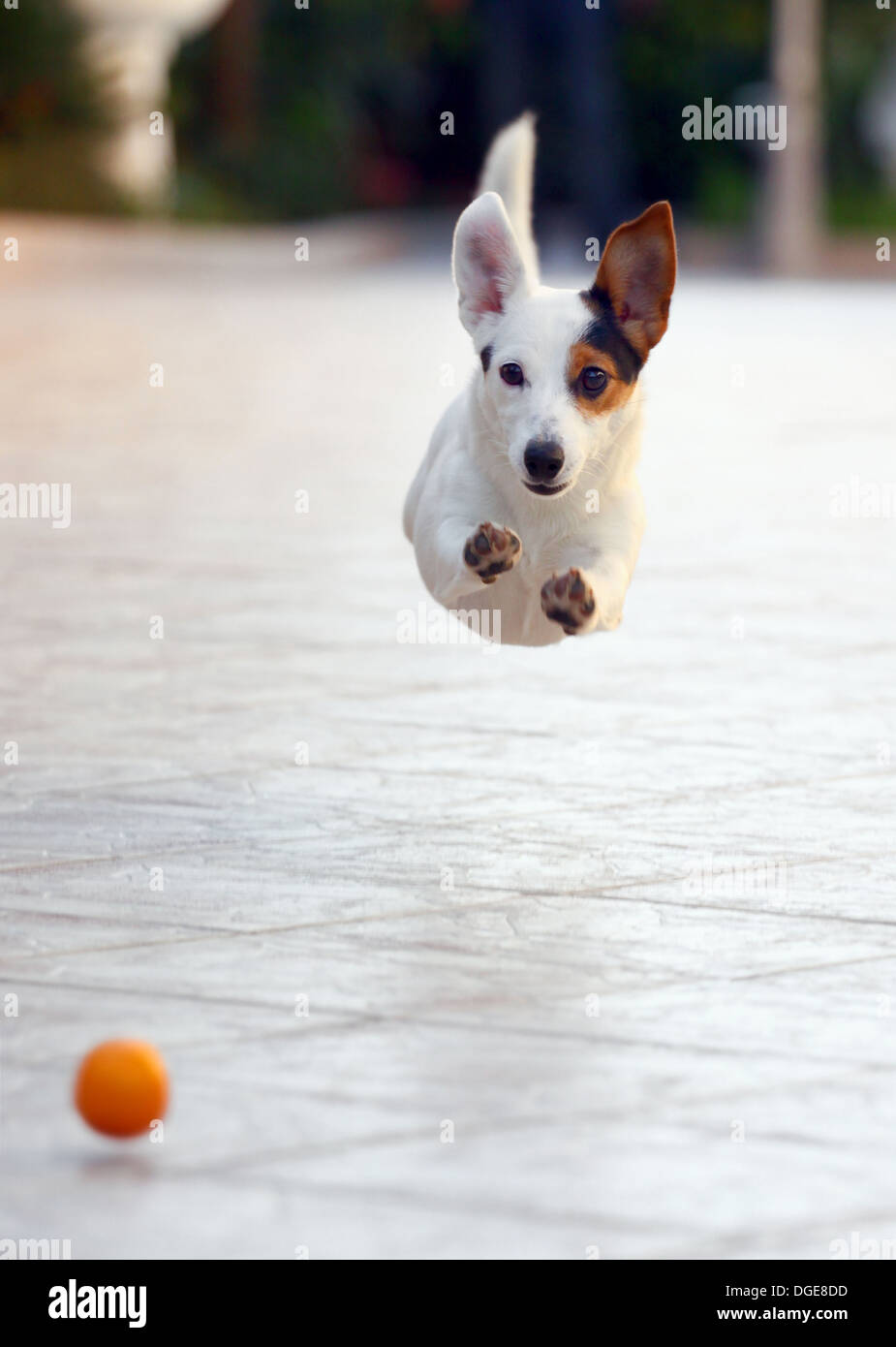 Jumping Jack Russell Terrier de projection d'ball aport. Banque D'Images