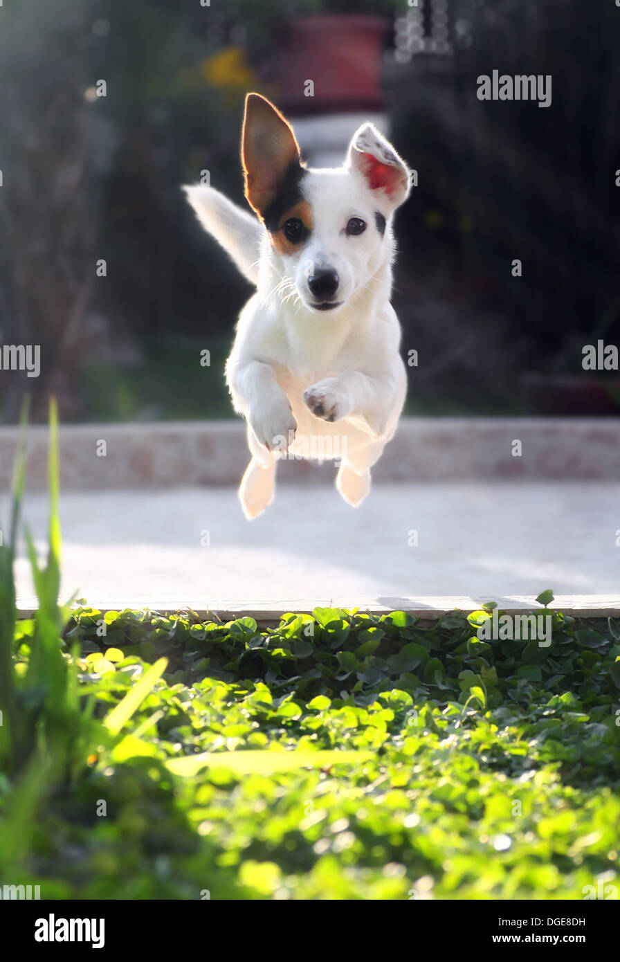 Jumping Jack Russell Terrier de projection d'ball aport. Banque D'Images