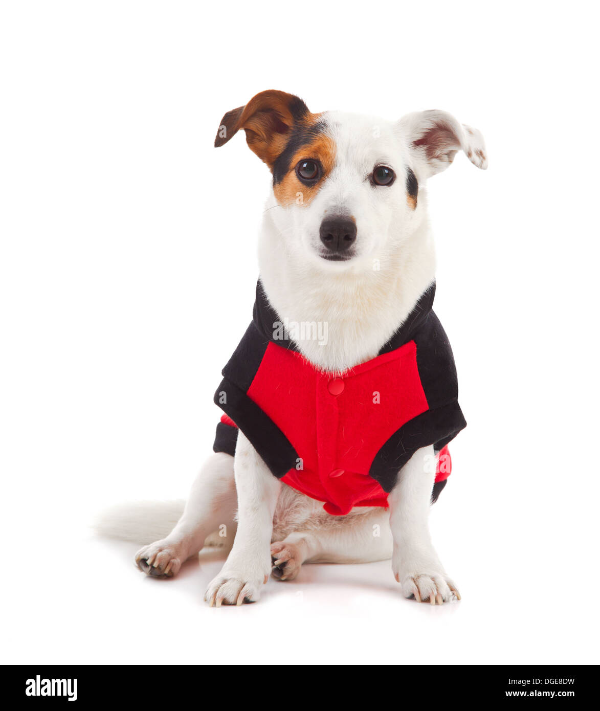 Jack Russell habillé comme une coccinelle sur fond blanc Banque D'Images