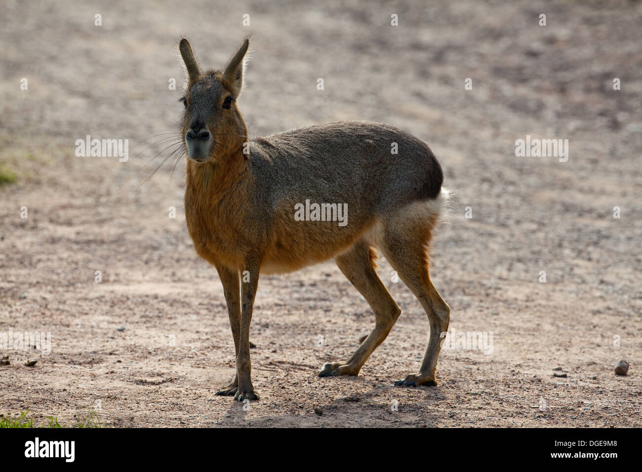 Mara ou Lièvre de Patagonie (Dolichotis patagonum). Des profils. Banque D'Images