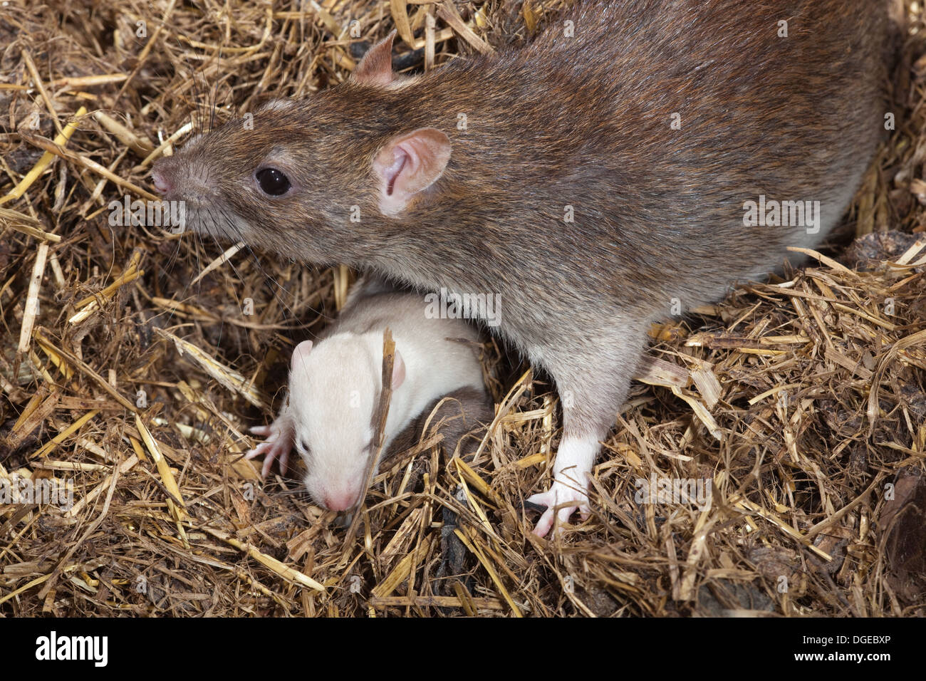 Brown albinos ou Rat surmulot (Rattus norvegicus). L'un dans une portée de jeunes brun normal. Les yeux roses commencent tout juste à s'ouvrir. Banque D'Images