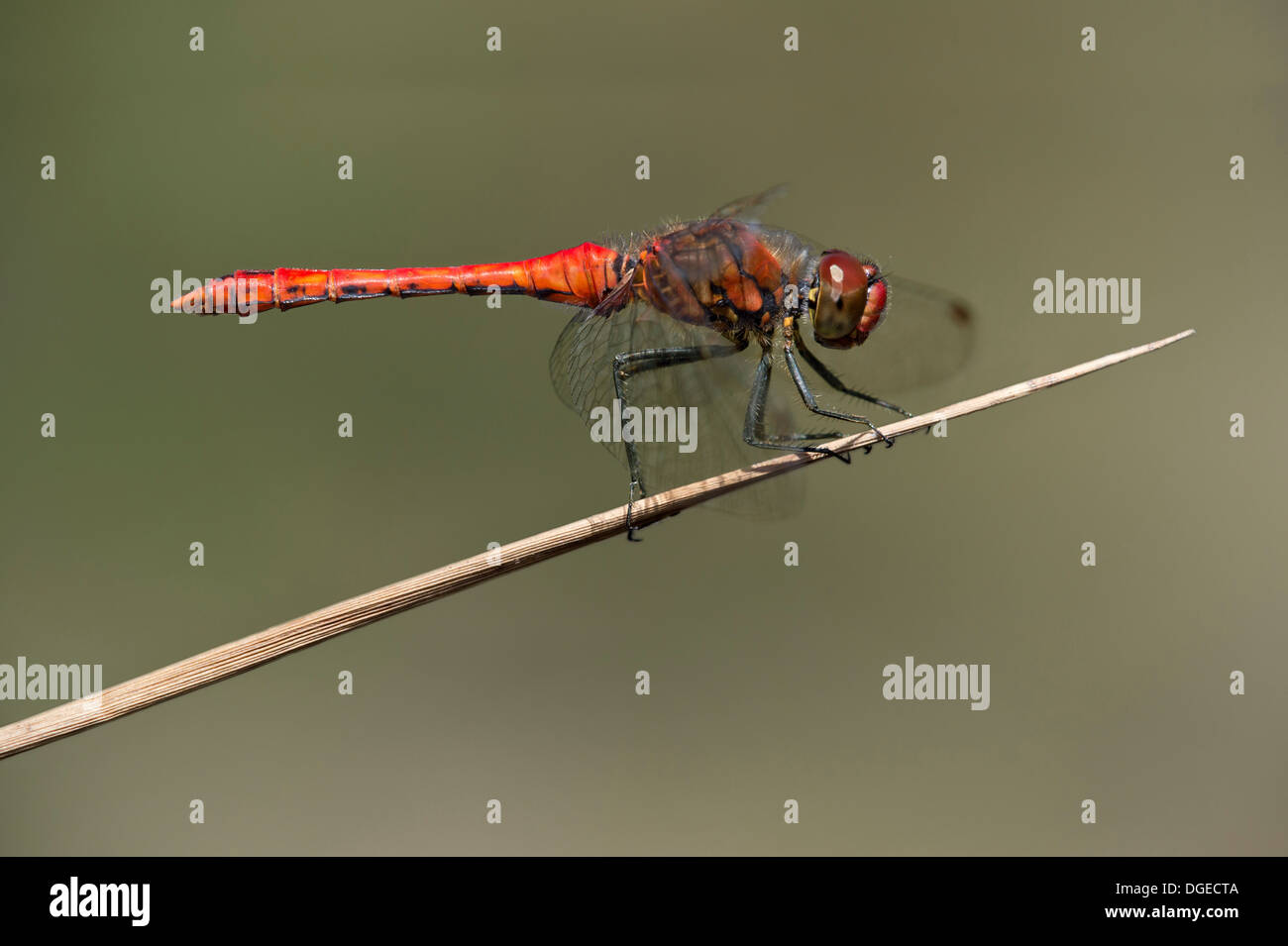 Homme de Ruddy Darter (Sympetrum sanguineum), skimmer libellule famille (Libellulidae) Banque D'Images