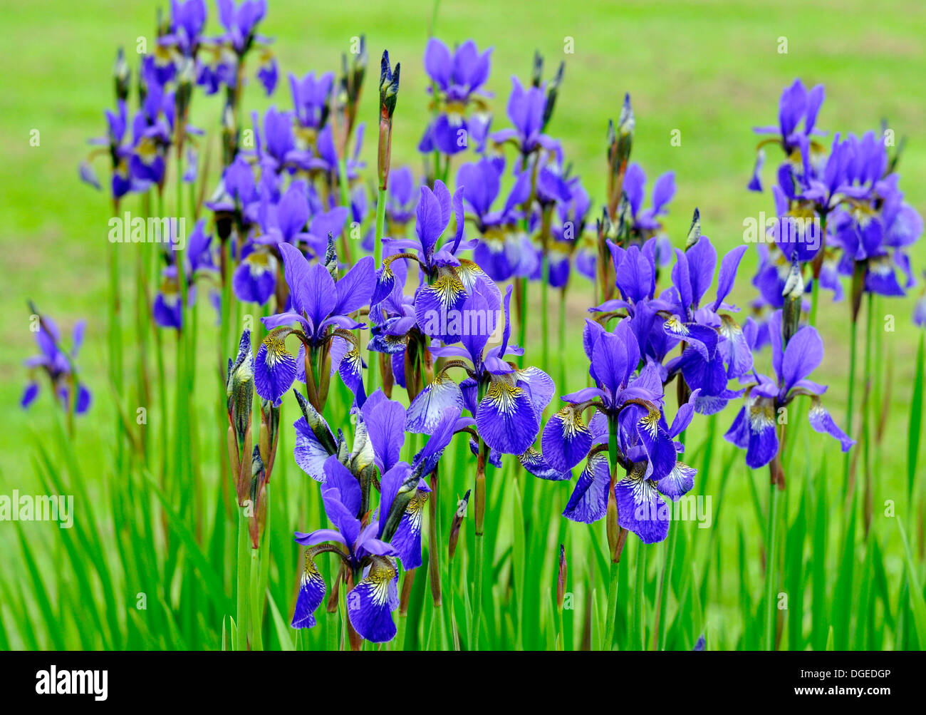 Gros plan sur groupe d'Iris siberica iris fleurs bleu Banque D'Images