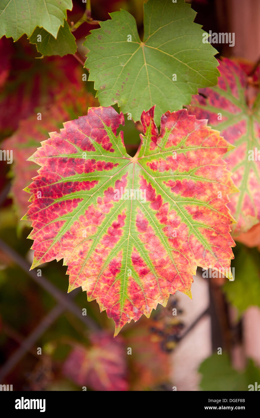 Crimson Glory Vine ou Vitis coignetiae vert feuille rouge Banque D'Images