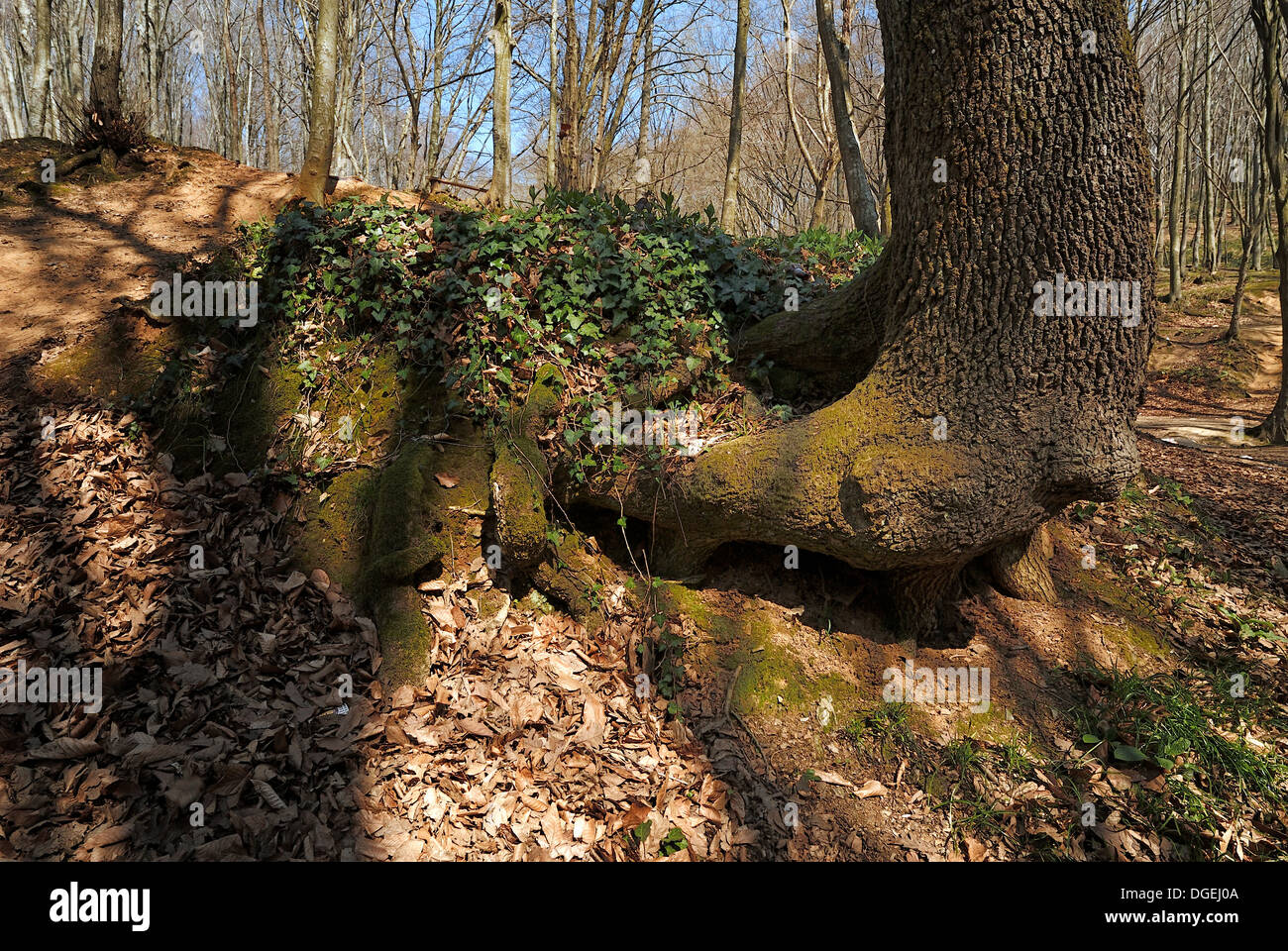 Tronc de l'arbre et des racines dans la forêt de Belgrade, Istanbul, Turquie Banque D'Images
