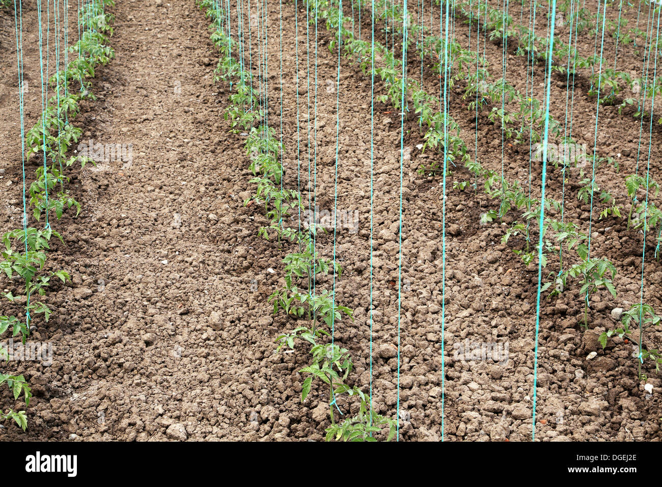 La culture de tomate dans green house Banque D'Images