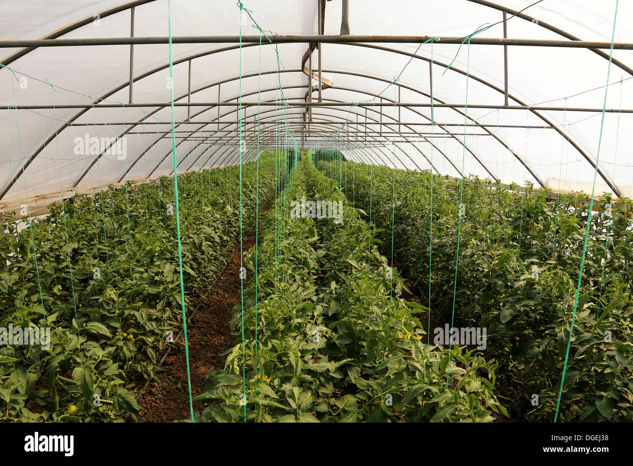 La culture de tomate dans green house Banque D'Images
