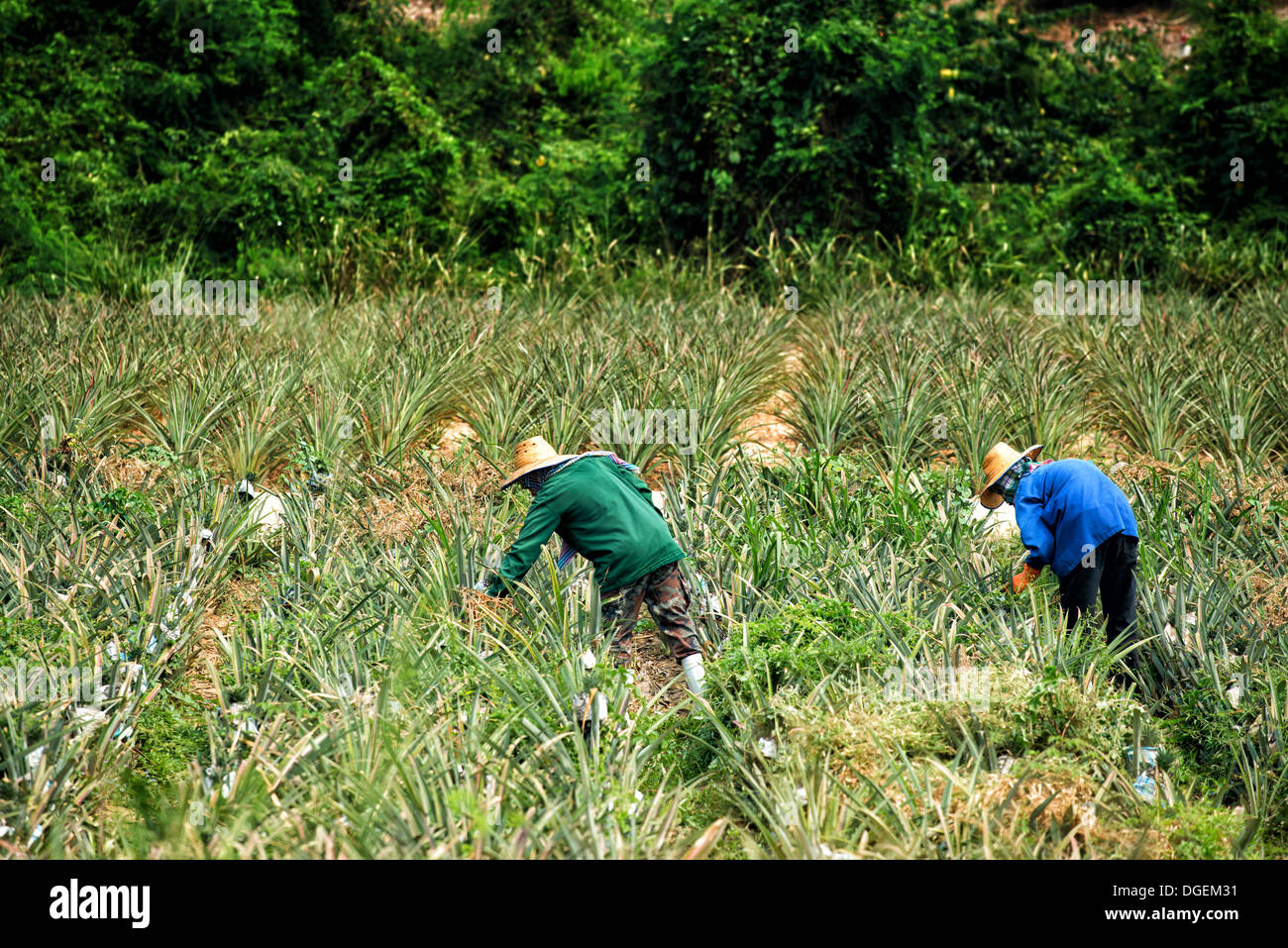 Les ouvriers agricoles thaïlandais à désherber un champ d'ananas à l'extérieur de Hua Hin, Thaïlande. Banque D'Images