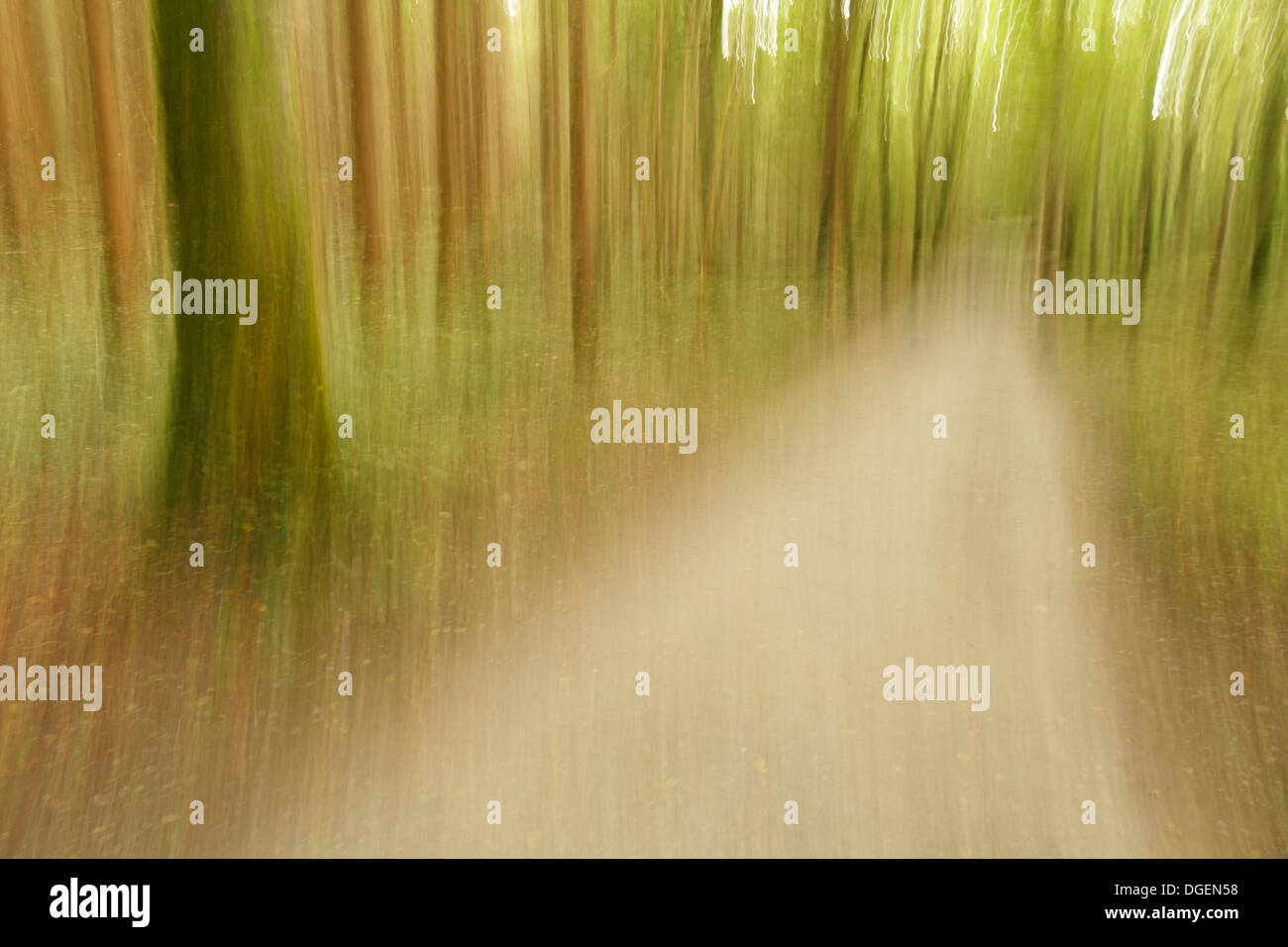 Flou flou flou secoué vacillante image abstraite d'arbres arbre bois bois bois forêt sentier chemin voie spooky effrayant effrayant Banque D'Images