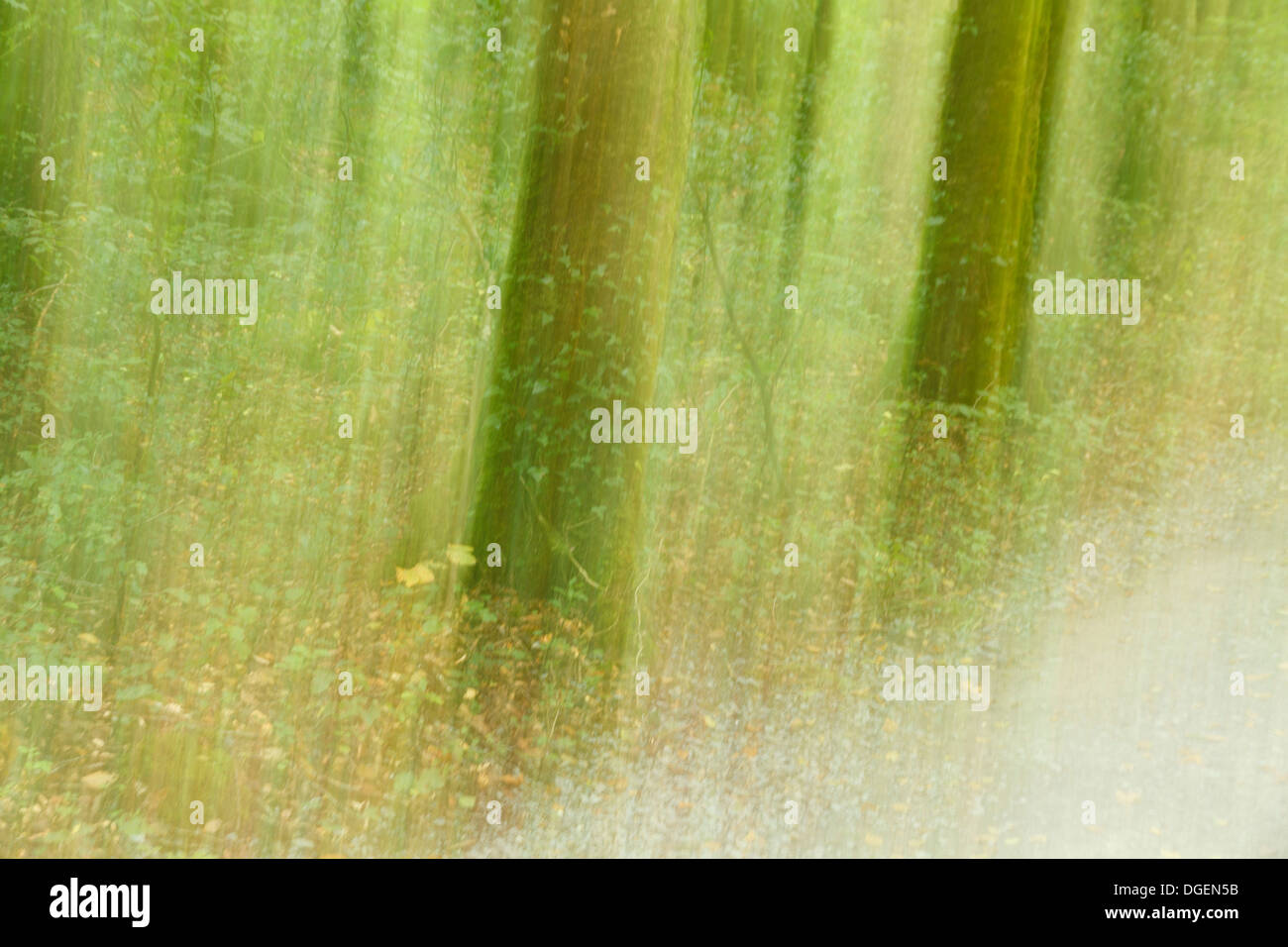 Flou flou flou secoué vacillante image abstraite d'arbres arbre bois bois bois forêt sentier chemin voie spooky effrayant effrayant Banque D'Images