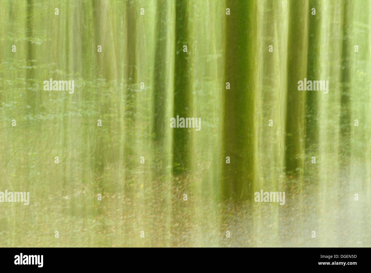 Flou flou flou secoué vacillante image abstraite d'arbres arbre bois bois bois forêt sentier chemin voie spooky effrayant effrayant Banque D'Images