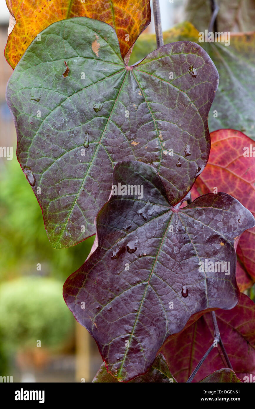 Cercis canadensis Forest Pansy octobre 'Ruby Falls' Leaf Banque D'Images