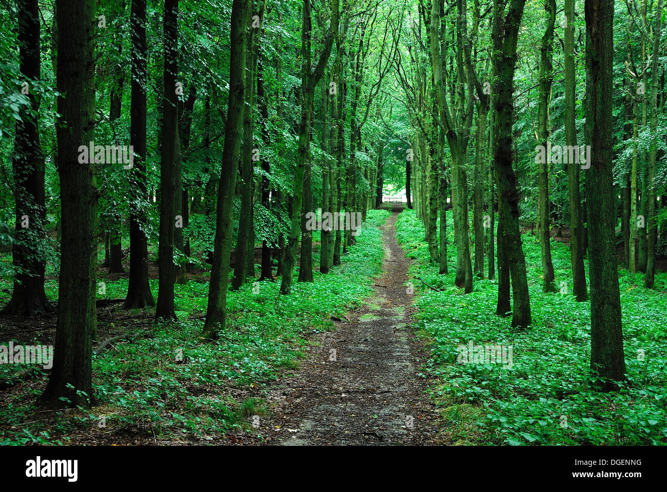 Une longue ligne droite à travers bois Forêt Dockey Ashridge Dorset UK Banque D'Images