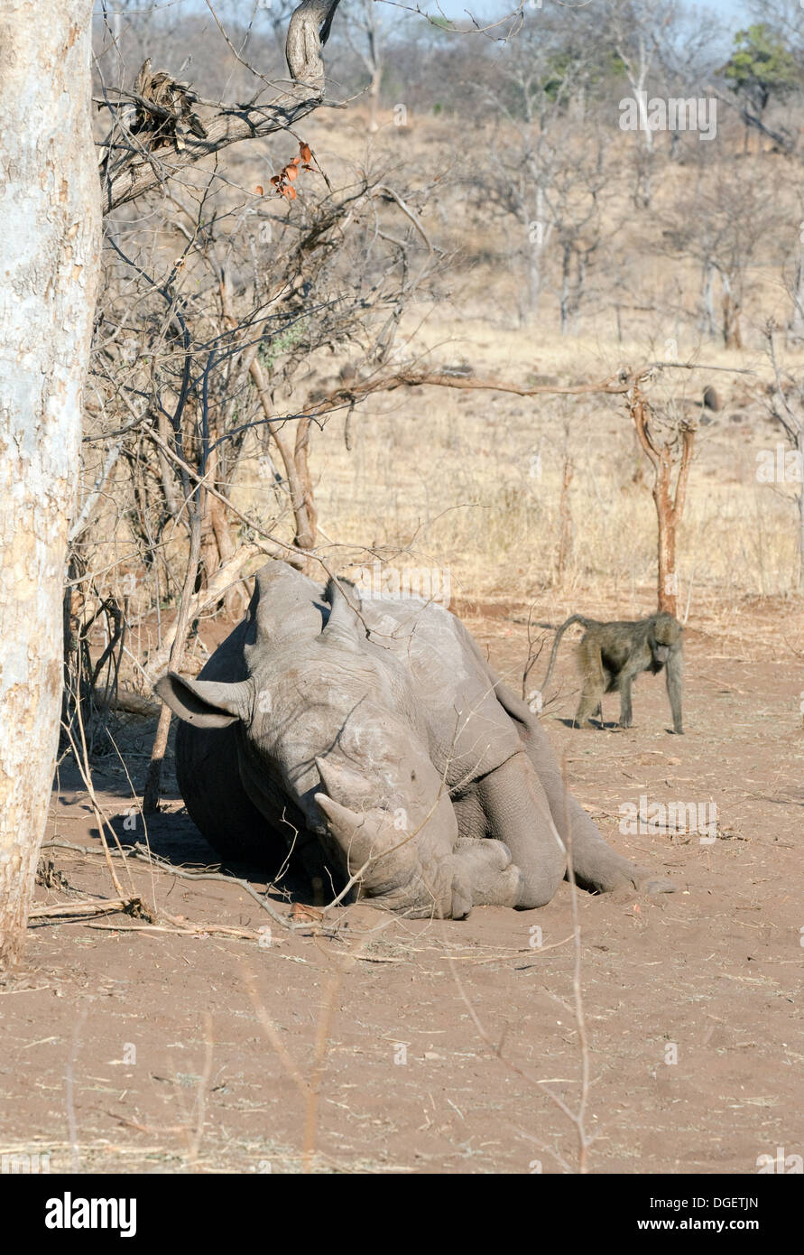 Le rhinocéros blanc Ceratotherium simum couché au repos dans le Parc National de Mosi oa Tunya, Zambie, Afrique Banque D'Images Le rhinocéros blanc Ceratotherium simum couché au repos dans le Parc National de Mosi oa Tunya, Zambie, Afrique Banque D'Images