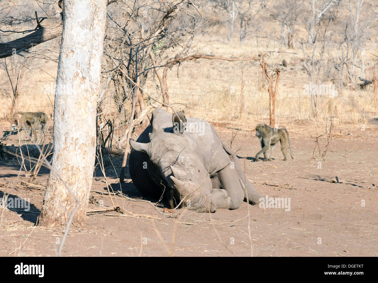 Le rhinocéros blanc Ceratotherium simum couché au repos dans le Parc National de Mosi oa Tunya, Zambie, Afrique Banque D'Images Le rhinocéros blanc Ceratotherium simum couché au repos dans le Parc National de Mosi oa Tunya, Zambie, Afrique Banque D'Images