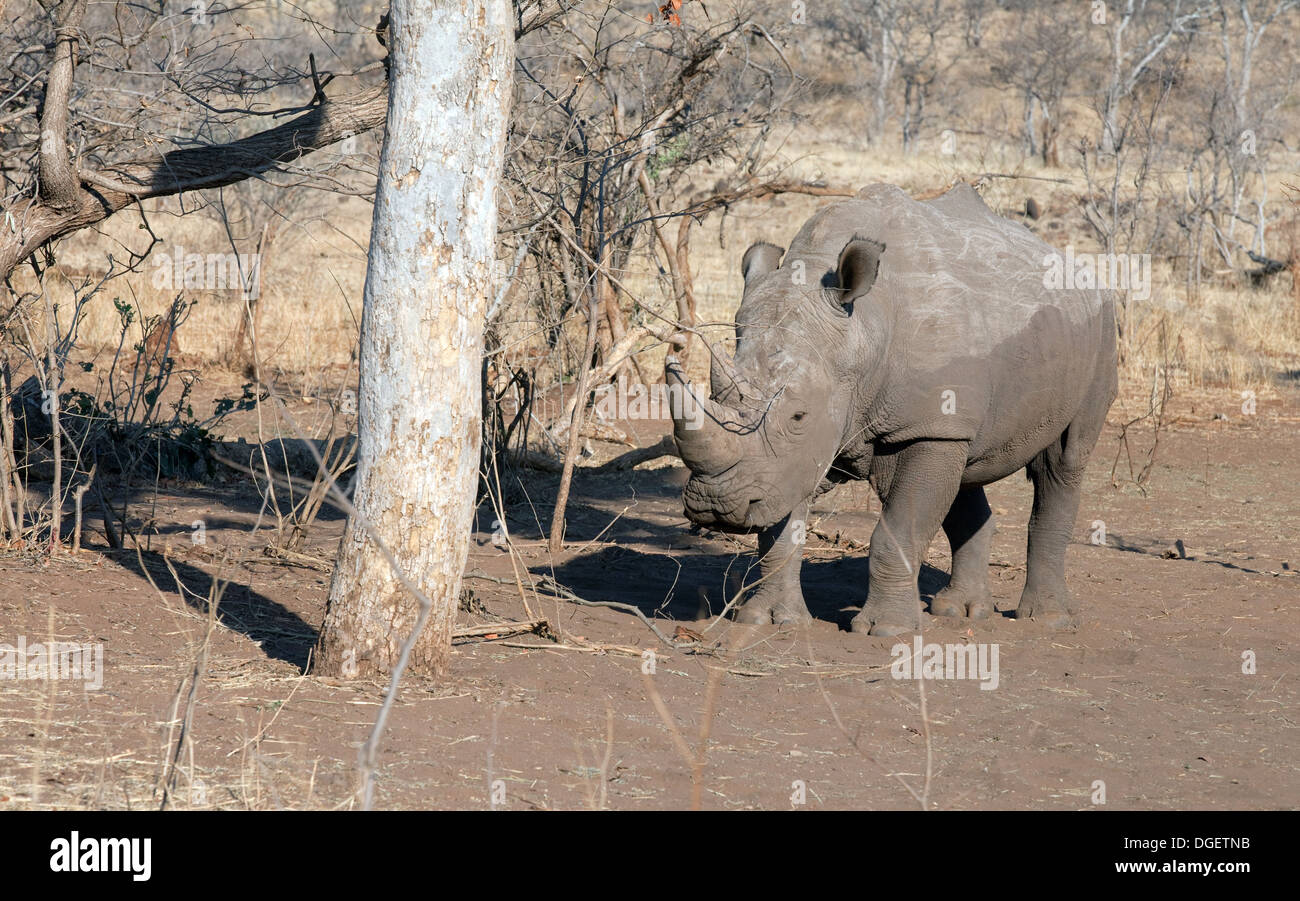 Le rhinocéros blanc rhinocéros, ( Ceratotherium simum ), à l'état sauvage, le parc national de Mosi oa Tunya, Afrique Zambie Banque D'Images