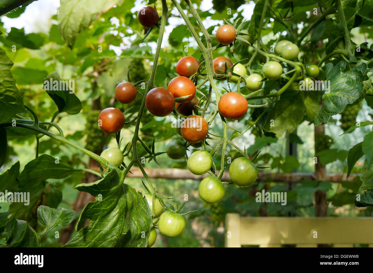 Plant de tomate avec tomates Banque D'Images