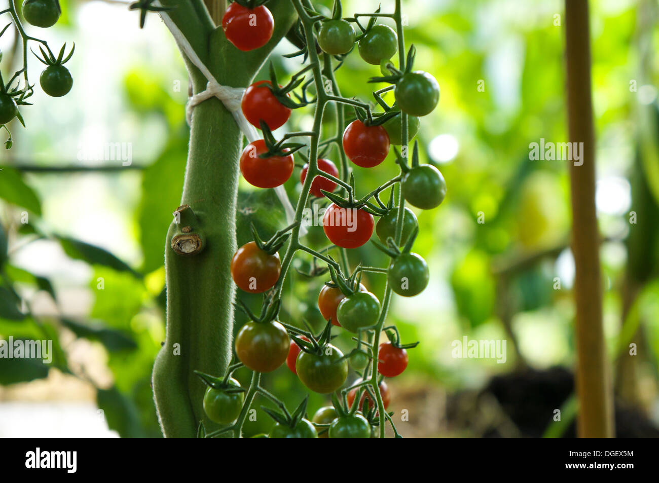 Pois de plant de tomate cerise Banque D'Images