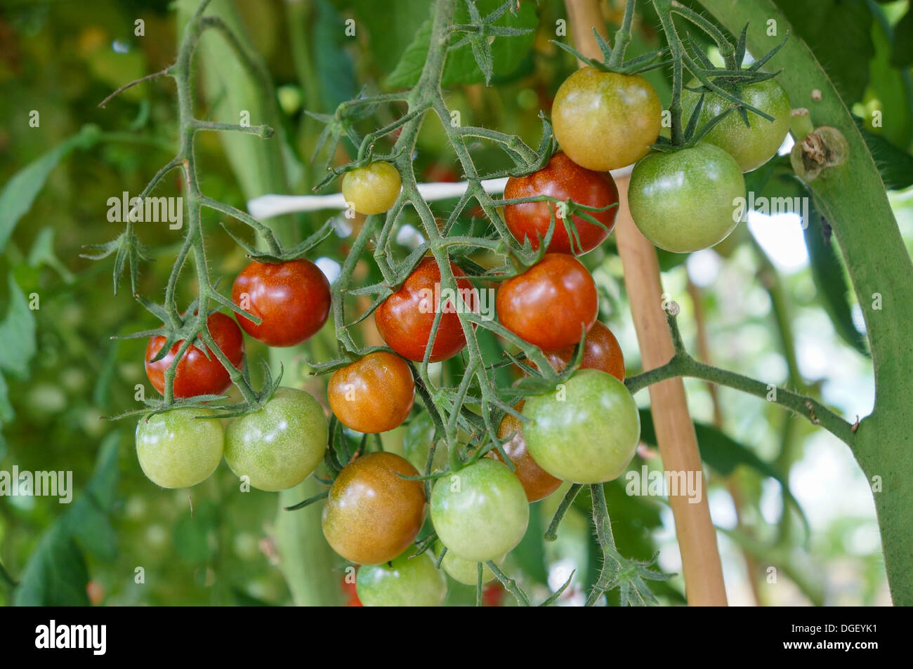 Plant de tomate avec des tomates rouges et vertes Banque D'Images