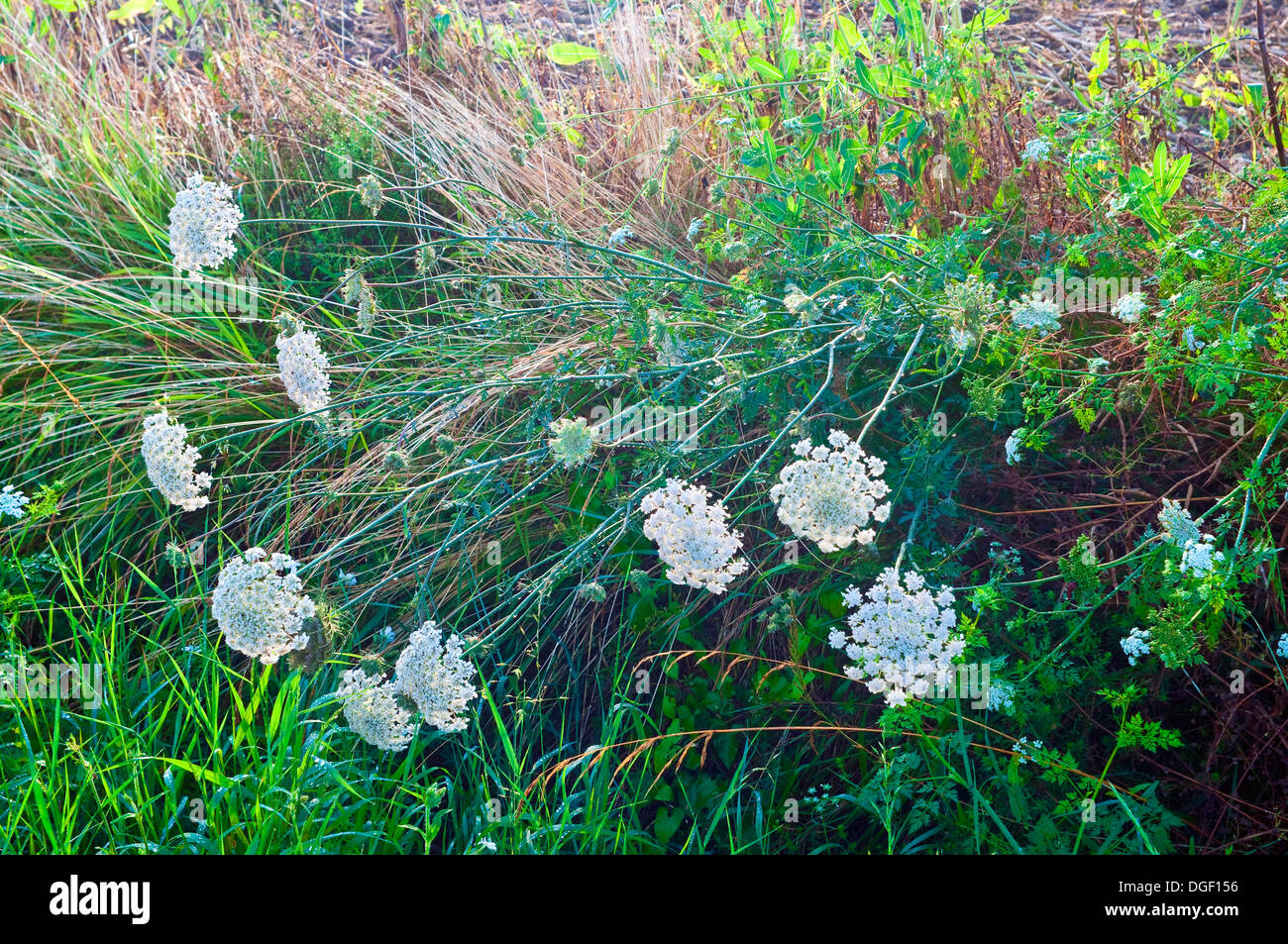 Mauvaises herbes Umbellifer en bord de champ - Indre-et-Loire, France. Banque D'Images