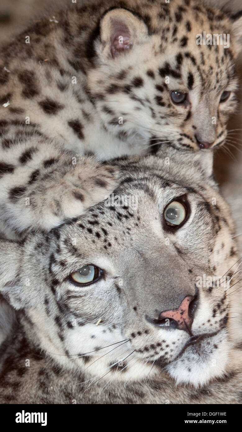 Leopard Des Neiges Bebe Banque D Image Et Photos Alamy