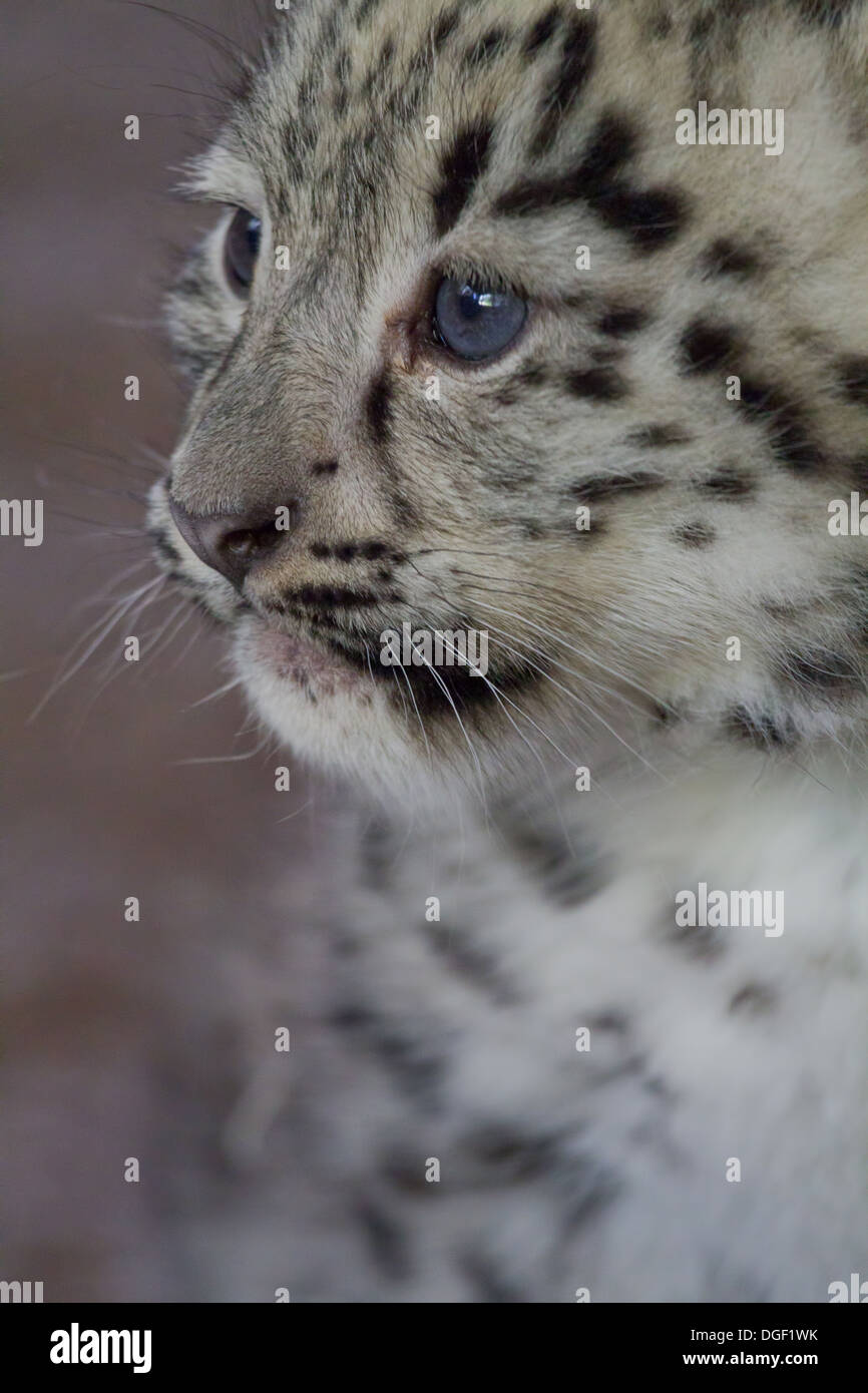 Leopard des neiges et son petit Banque de photographies et d’images à — free download