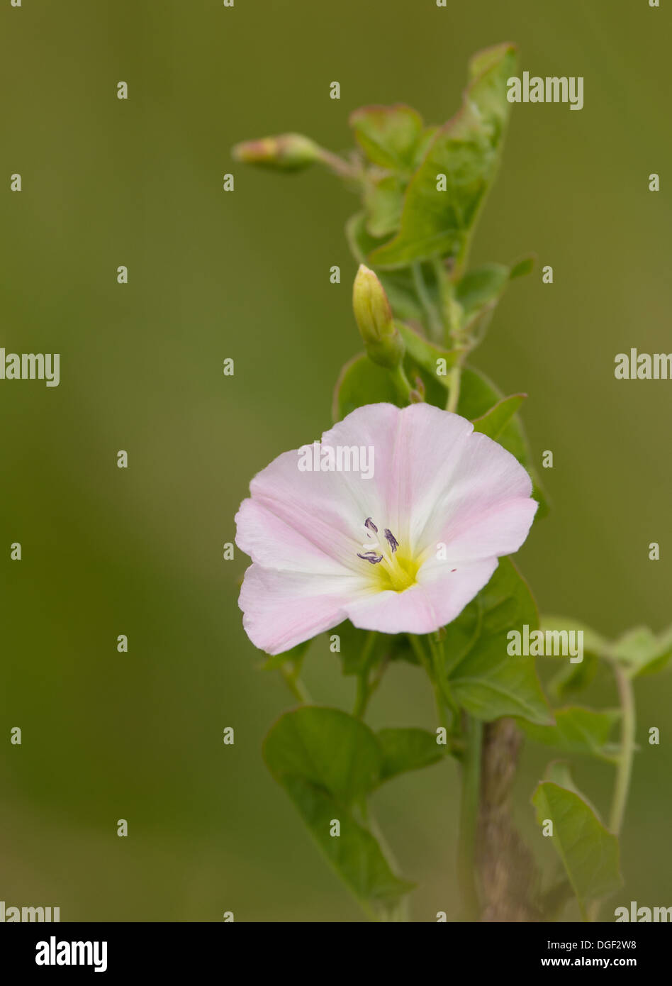 Fleur de liseron des champs Convolvulus arvensis rampante Banque D'Images