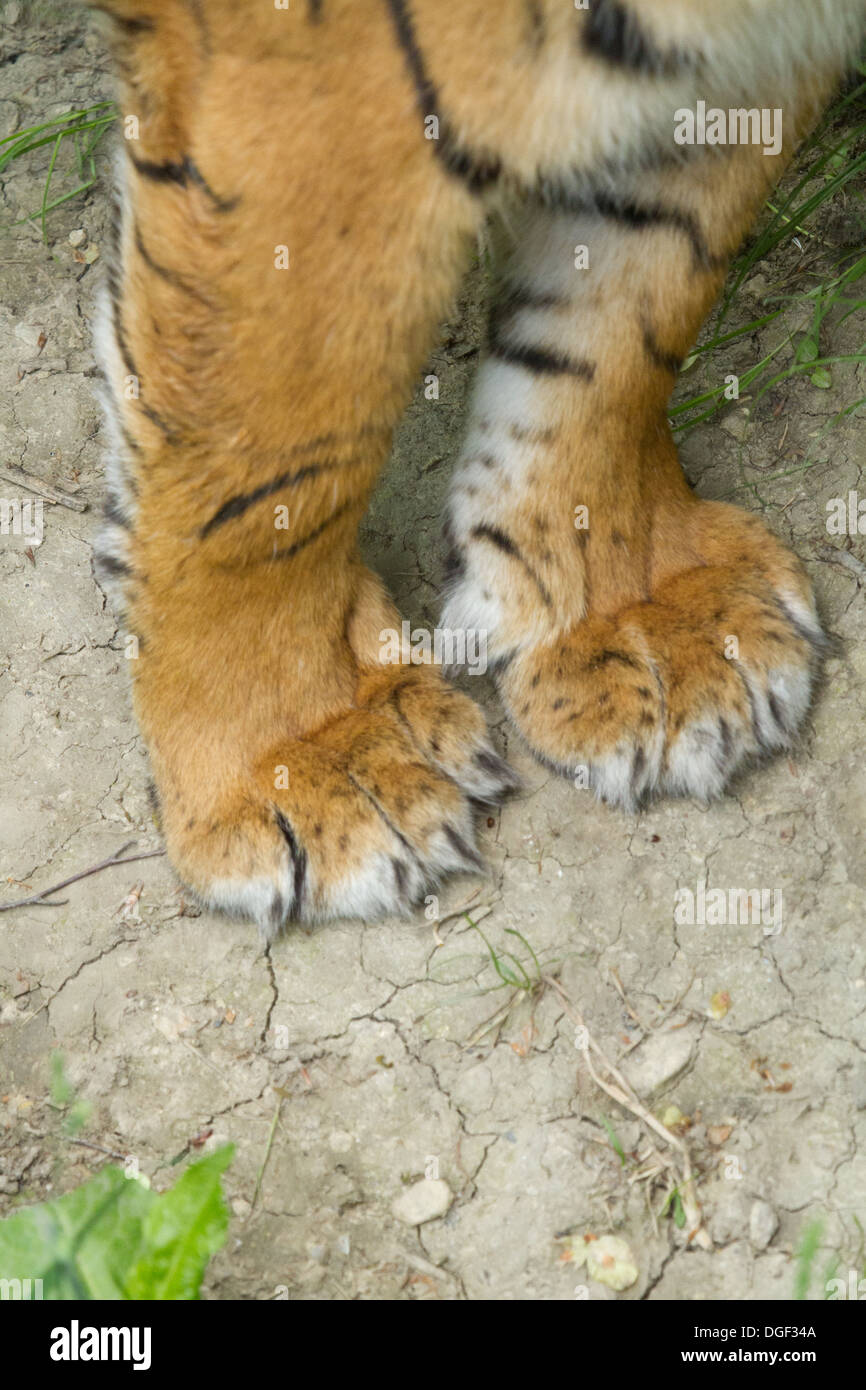 Pattes de tigre Banque D'Images