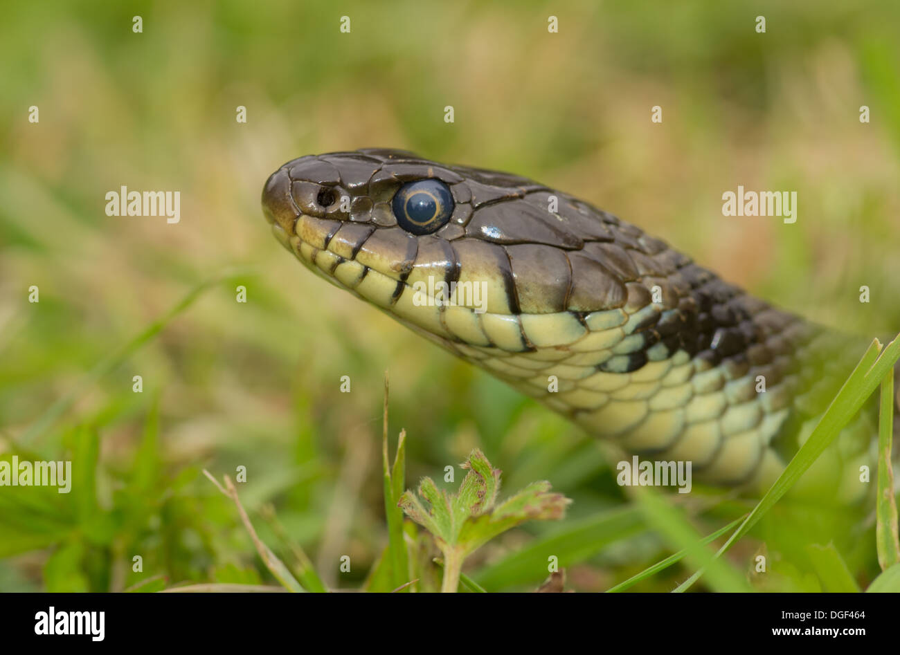 Gros plan d'une tête de serpent d'herbe dans l'herbe Banque D'Images