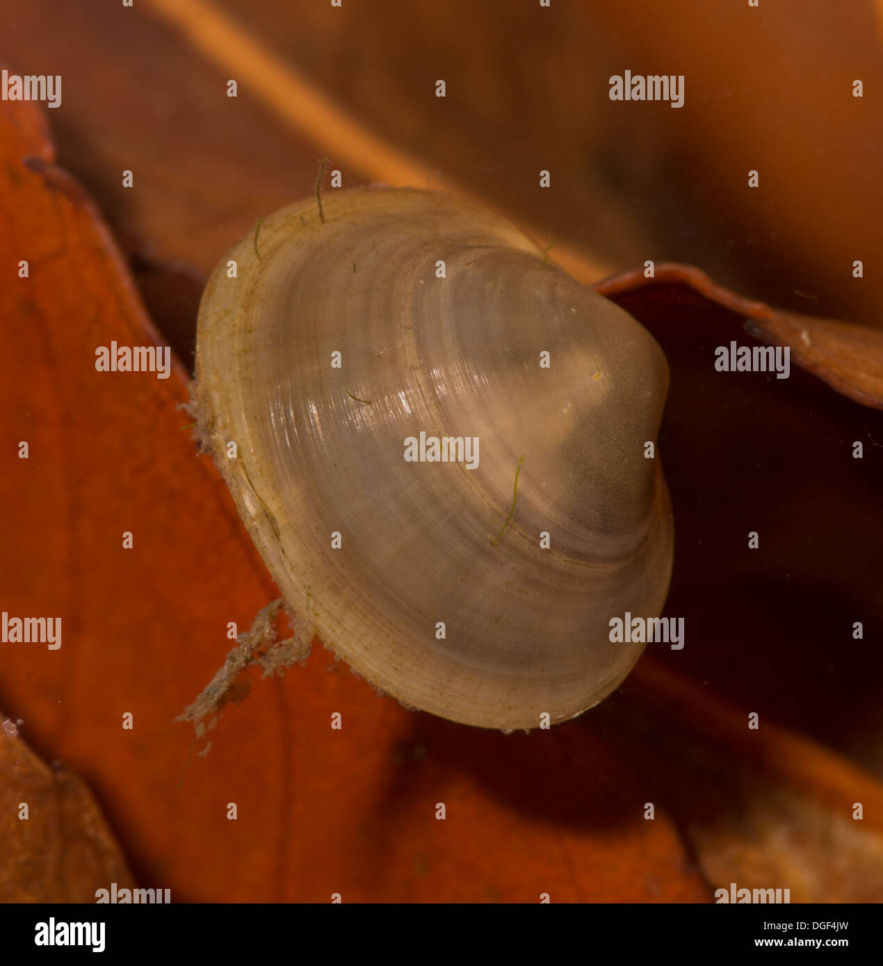 Un shell de pois ou de coques palourdes d