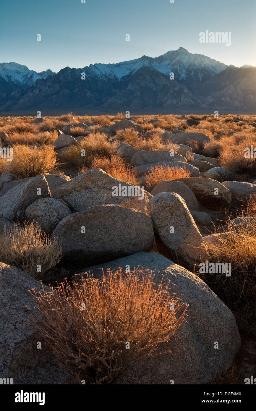 Champ de roches au coucher du soleil au-dessous de la montagne de l'Est de la Sierra, près de Manzanar, Californie Banque D'Images