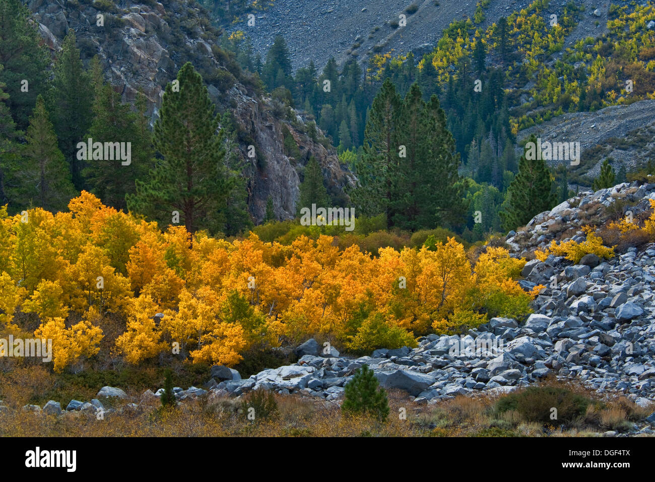 Trembles à l'automne près de Tioga Pass, comté de Mono, en Californie Banque D'Images