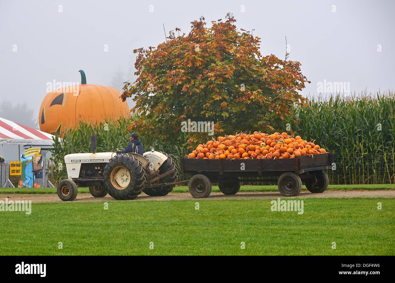 Un tracteur tirant une charrette de citrouilles avant l'Halloween. Banque D'Images