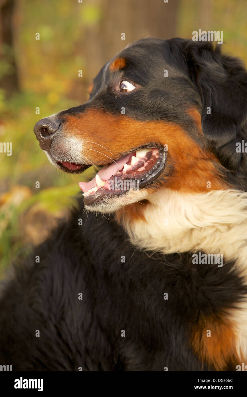 Bernois revient assis dans forêt d'automne Banque D'Images