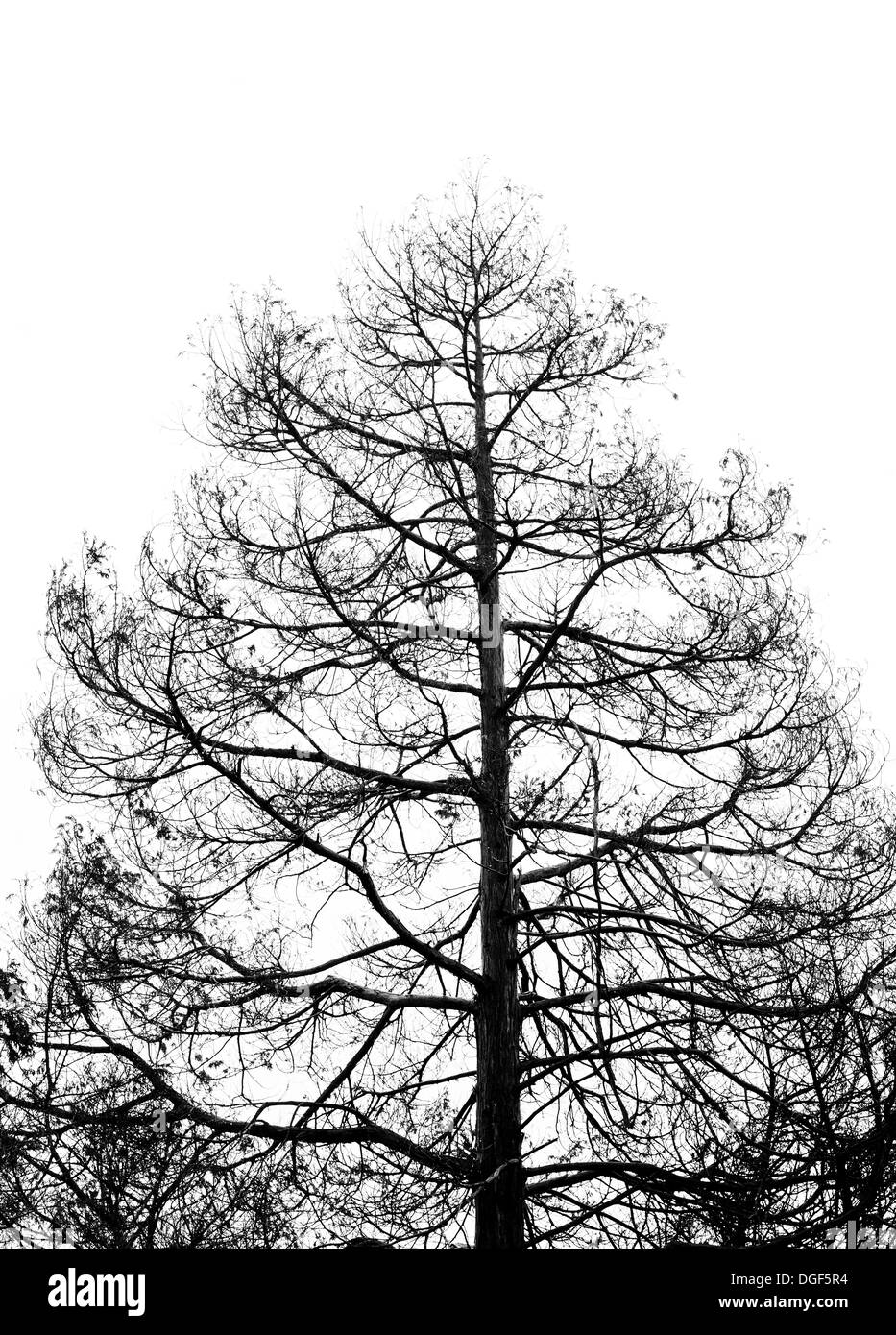 Un arbre photographié contre un ciel blanc Banque D'Images