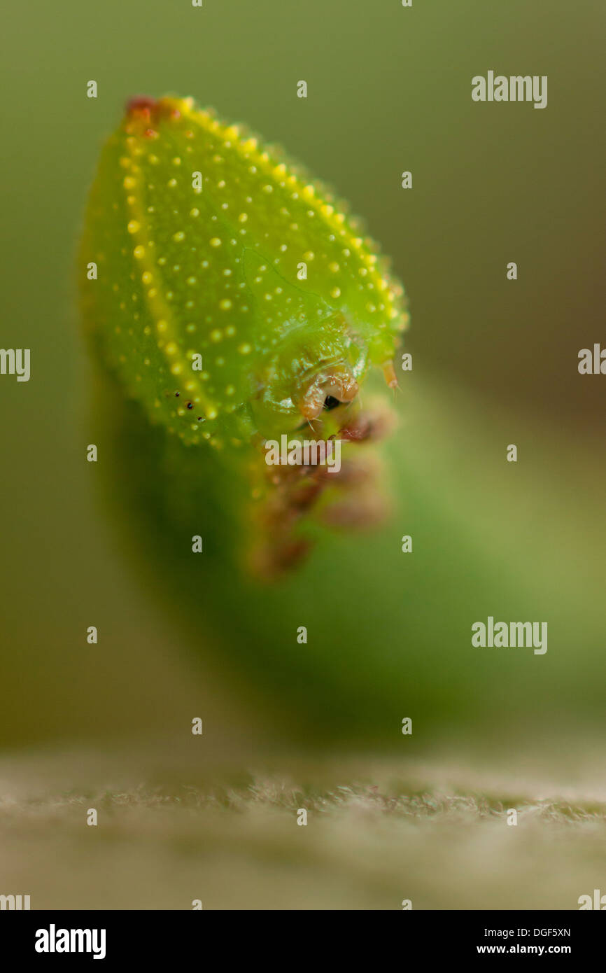 Eyed Hawk-Moth Smerinthus ocellatus Caterpillar Banque D'Images