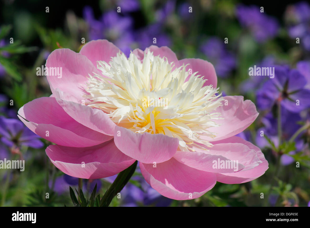 Close-up of a gay-fleur pivoine paree (Paeonia lactiflora) Banque D'Images