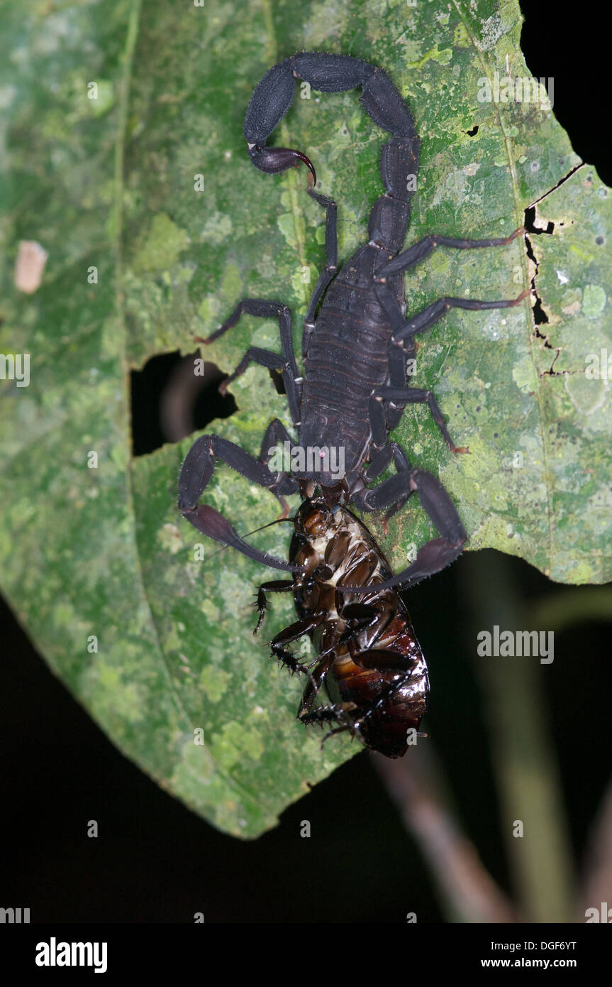 Un scorpion Tityus noir péruvien (asthenes) dévorant un cafard dans la nuit dans la forêt amazonienne à Loreto, le Pérou. Banque D'Images