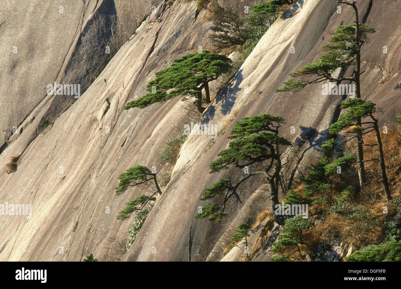 Huangshan Pin Pinus Hwangshanensis Dans Les Montagnes