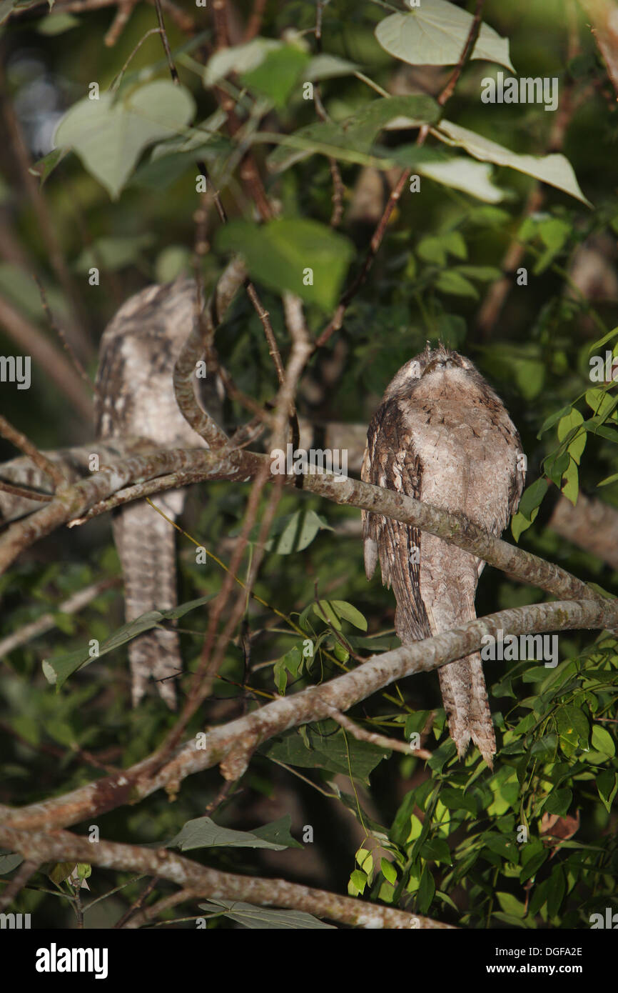 Frogmouths papoue (Podargus papuensis). Daintree, Tropical North Queensland, Australie. Banque D'Images