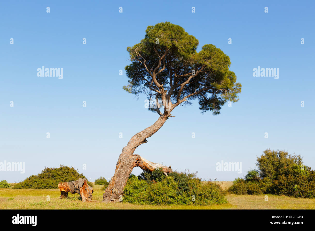 Pine Tree sur la plage d'Olympos, Olimpos Beydağları National Park, Çıralı, Lycie, Province d'Antalya, Turquie Banque D'Images