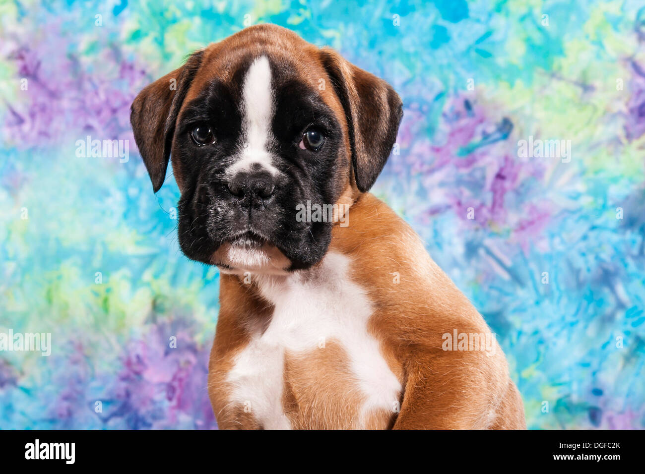 Chien Boxer, chiot Banque D'Images