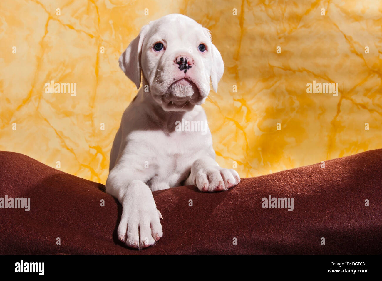 Chien Boxer, chiot Banque D'Images