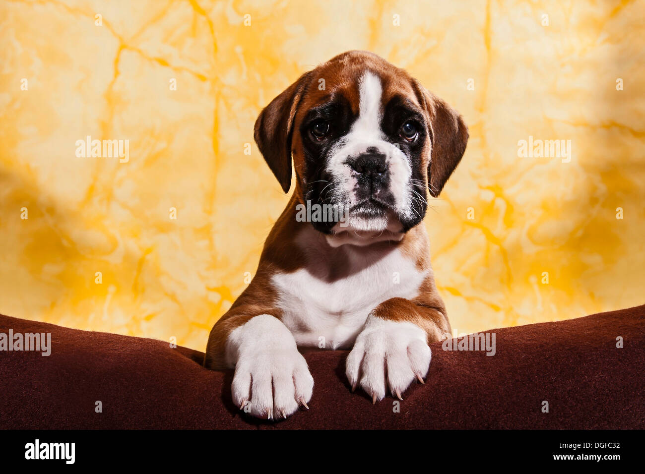 Chien Boxer, chiot Banque D'Images