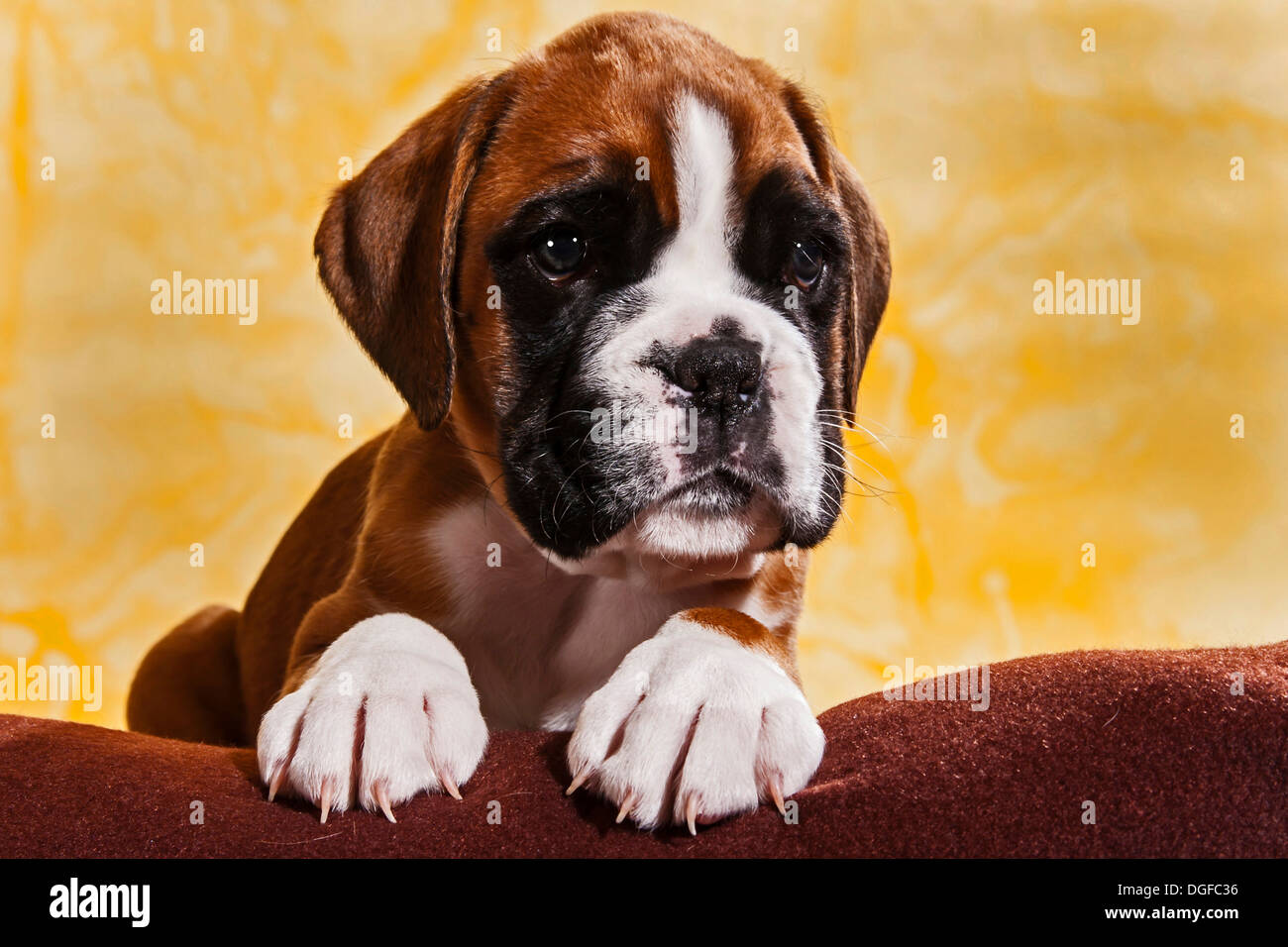 Chien Boxer, chiot Banque D'Images