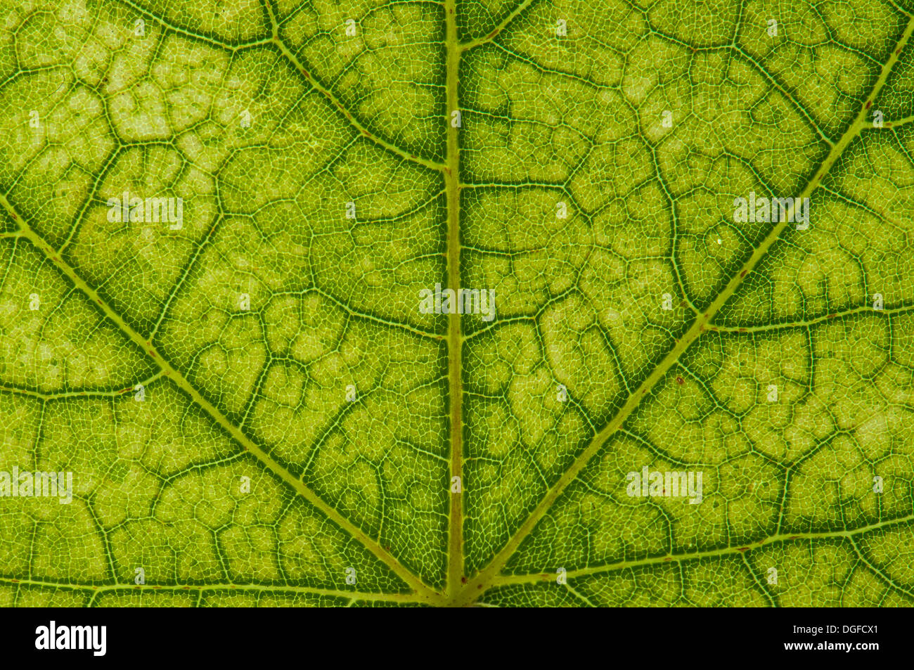 L'érable (Acer sp.) structure des feuilles en lumière transmise, coloration d'automne début, détail, centre-ville, Frankfurt am Main Banque D'Images